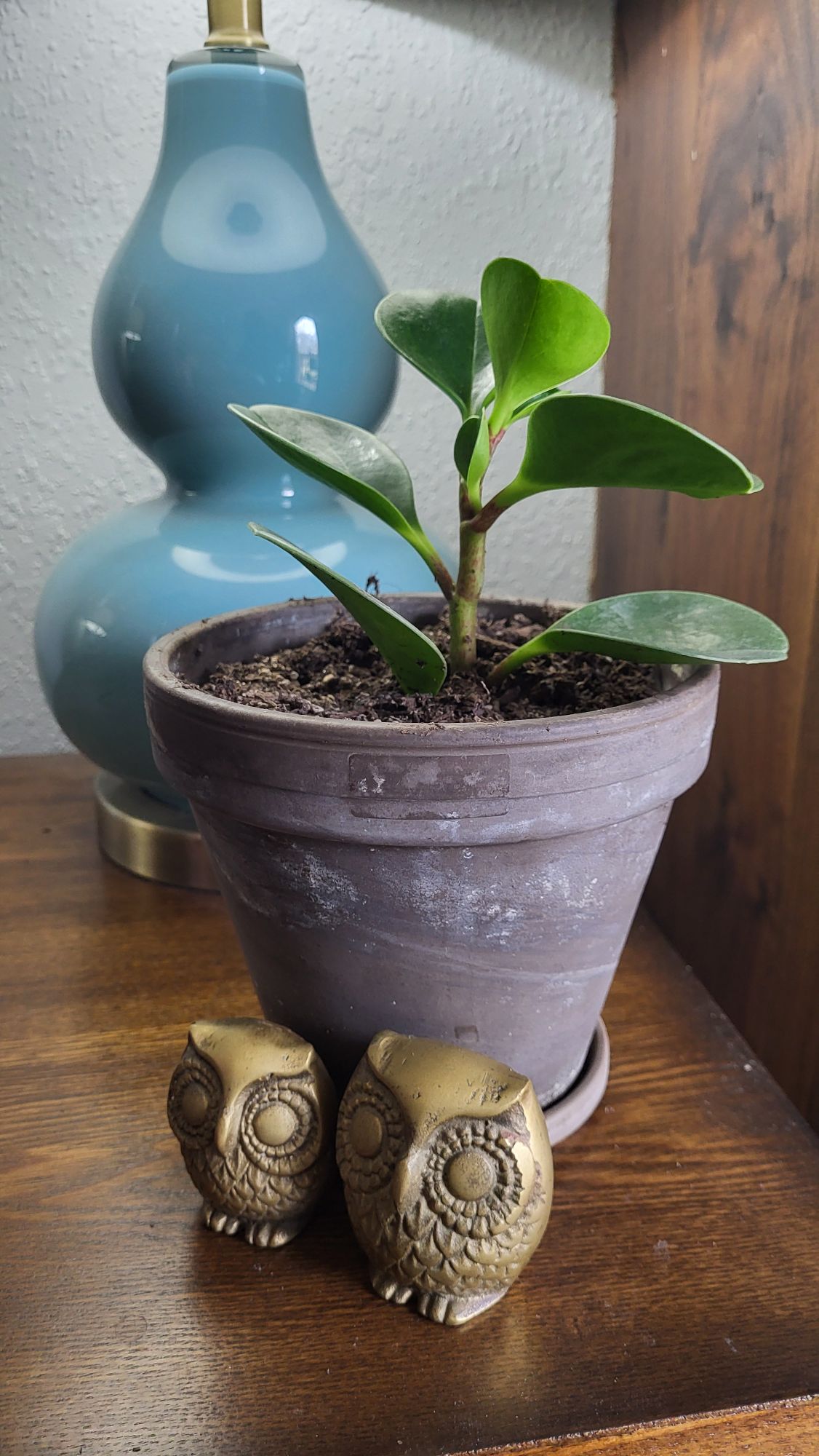 Small baby rubber plant in a six inch pot
